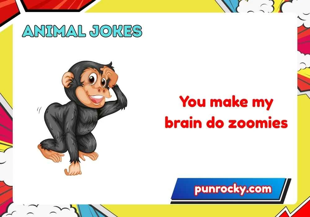 Animal Jokes