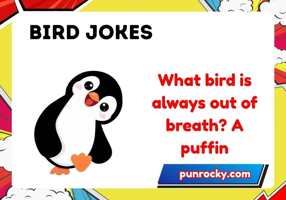 Bird jokes